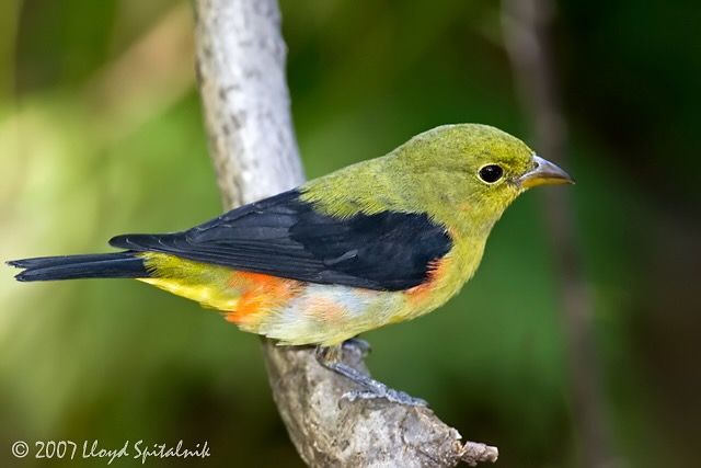 Male immature Scarlet Tanager in Central Park by Lloyd Spitalnick.  Do not use without permission.